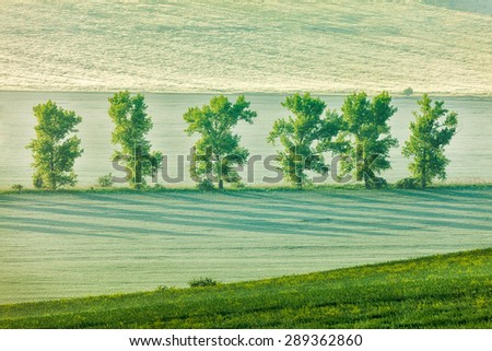 Moravian rolling landscape with trees in early morning haze. Moravia, Czech Republic