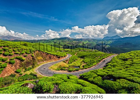 Scenic road in green tea plantations, Munnar, Kerala state, India