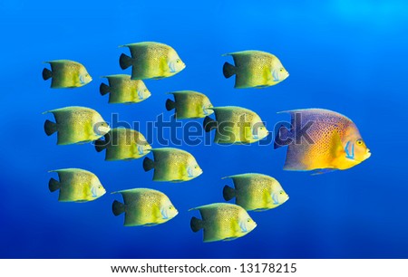 Group leadership concept - big fish leading school of tropical coral fishes