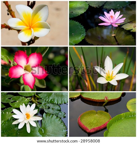 Collection of tropical flowers photos