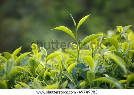 Tea bud and leaves. Tea plantations, Kerala, India