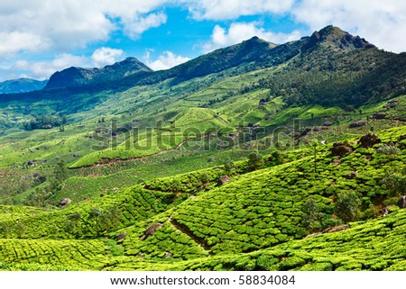 stock photo : Tea plantations. Munnar, Kerala, India