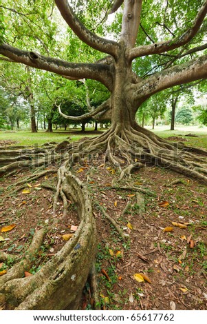 Tropical Tree Roots