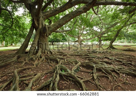 Tropical Tree Roots