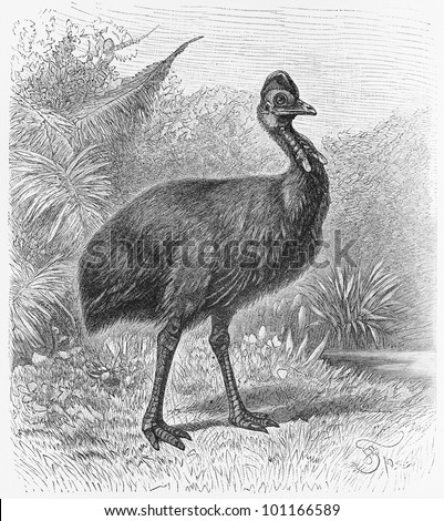 Drawing of Cassowary bird (Casuarius galeatus) from the end of 19th century - Picture from Meyers Lexicon books collection (written in German language) published in 1908, Germany.