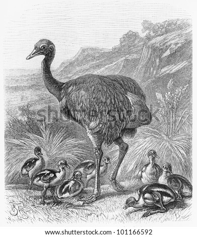 Drawing of Greater Rhea bird (Rhea americana) from the end of 19th century - Picture from Meyers Lexicon books collection (written in German language) published in 1908, Germany.