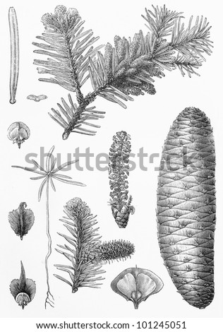 Vintage drawing of fir leafs and seeds. Drawing from the end of 19th century - Picture from Meyers Lexicon books collection (written in German language) published in 1908, Germany.
