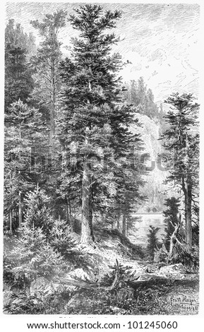 Vintage 19th century drawing of Noble Fir in nature - Picture from Meyers Lexicon books collection (written in German language) published in 1908, Germany.