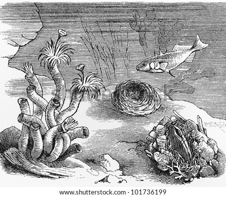 Vintage 19th century drawing of a underwater tube worm and shell nest - Picture from Meyers Lexikon book (written in German language) published in 1908 Leipzig - Germany.