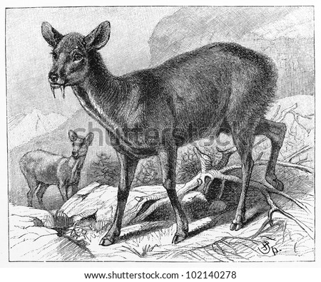 Vintage 19th century old drawing representing the Musk deer (Moschus moschiferus) - Picture from Meyers Lexikon book (written in German language) published in 1908 Leipzig - Germany.
