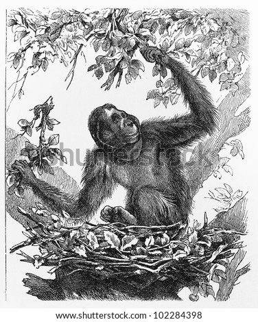 Vintage 19th century old drawing representing a orangutan nest -  Picture from Meyers Lexikon book (written in German language) published in 1908 Leipzig - Germany.