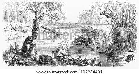 Vintage 19th century old drawing representing a beaver dam and dwarf mouse nest -  Picture from Meyers Lexikon book (written in German language) published in 1908 Leipzig - Germany.