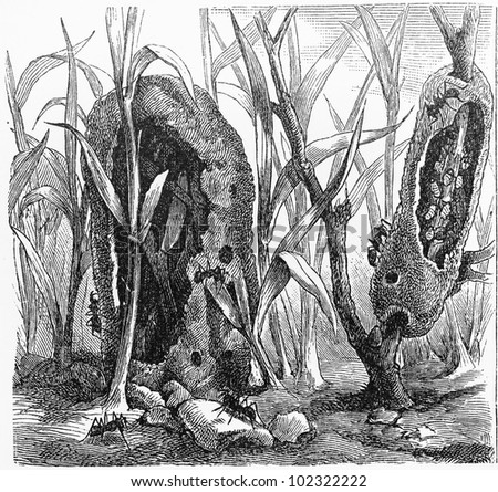 Vintage 19th century old drawing of an ants nest on vegetation - Picture from Meyers Lexikon book (written in German language) published in 1908 Leipzig - Germany.
