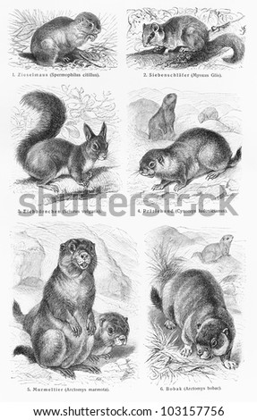 Vintage 19th century drawing representing various wild rodent animals species - Picture from Meyers Lexikon book (written in German language) published in 1908 Leipzig - Germany.