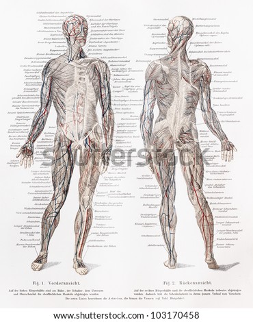 Vintage 19th century drawing of humans muscles and muscles major blood vessels - Picture from Meyers Lexikon book (written in German language) published in 1908 Leipzig - Germany.