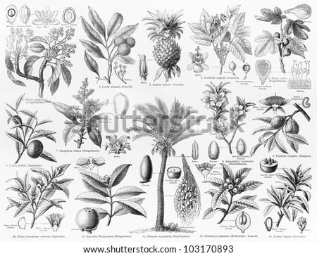 Vintage 19th century drawing representing various species of natural Fruits and seeds - Picture from Meyers Lexikon book (written in German language) published in 1908 Leipzig - Germany.
