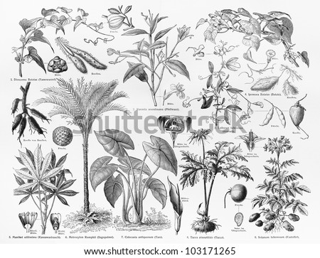 Vintage 19th century drawing representing various species of Food crops, Fruits and seeds - Picture from Meyers Lexikon book (written in German language) published in 1908 Leipzig - Germany.