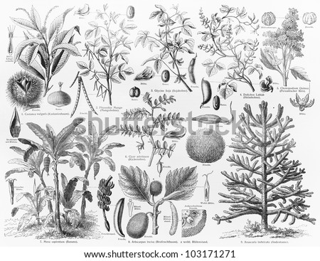 Vintage 19th century drawing representing various species of Oil bearing crops fruits and seeds - Picture from Meyers Lexikon book (written in German language) published in 1908 Leipzig - Germany.