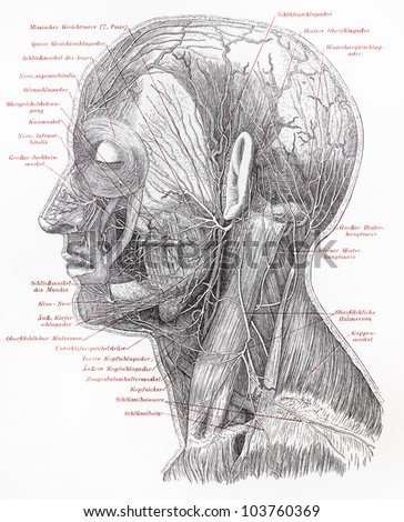 Vintage 19th century drawing of human superficial nerves of head neck - Picture from Meyers Lexikon book (written in German language) published in 1908 Leipzig - Germany.