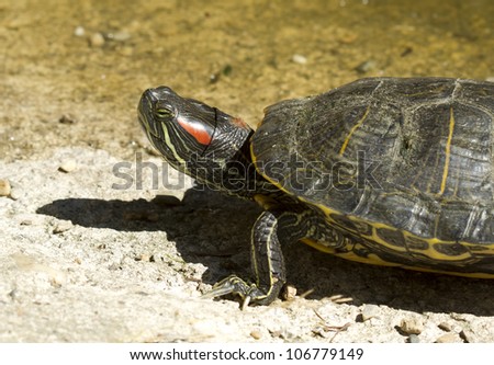 Water turtle detail