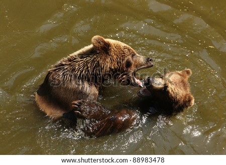Brown bears fighting in water