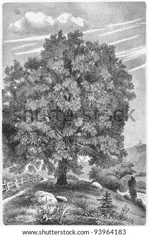 Vintage drawing of a Ash tree in nature - Picture from Meyers Lexicon books collection (written in German language ) published in 1908 , Germany.