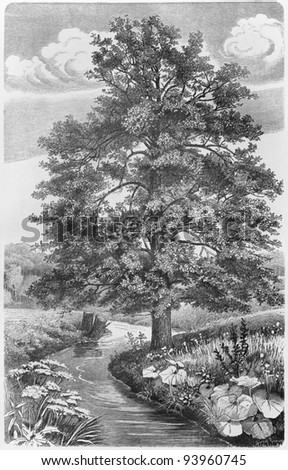 Vintage drawing of a Alder tree in nature  - Picture from Meyers Lexicon books collection (written in German language ) published in 1908 , Germany.