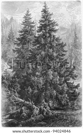 Vintage drawing of spruce trees in nature -  Picture from Meyers Lexicon books collection (written in German language ) published in 1908 , Germany.