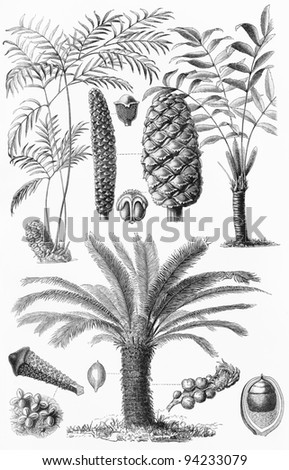 Vintage detailed drawing of Cycad (Cycas rumphii) plant -  Picture from Meyers Lexicon books collection (written in German language ) published in 1906 , Germany.