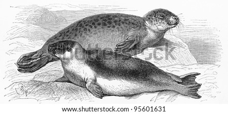 Vintage drawing of the Harbor seal and Harp seal (Pagophilus groenlandicus) - Picture from Meyers Lexicon books collection (written in German language ) published in 1909 , Germany.
