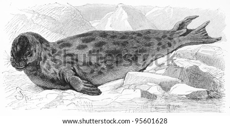 Vintage drawing of the Hooded seal (Cystophora cristata) in the wild -  Picture from Meyers Lexicon books collection (written in German language ) published in 1909 , Germany.