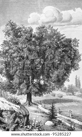 Vintage drawing representing a Elm tree in nature -  Picture from Meyers Lexicon books collection (written in German language ) published in 1909 , Germany.