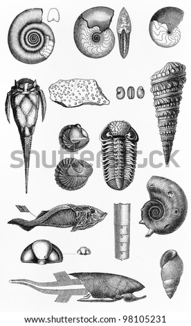 Marine life, shells and snails vintage drawing from the end of 19th century -  Picture from Meyers Lexicon books collection (written in German language ) published in 1906 , Germany.
