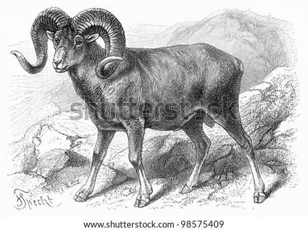 Vintage drawing of Ovis Argali (wild sheep) in the wild - Picture from Meyers Lexicon books collection (written in German language) published in 1906, Germany.