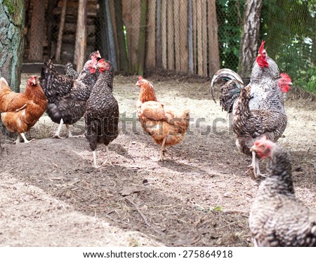Flock of chickens walking to poultry farm