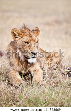 Worn out and Battered, a young male lion seems to have had better days and hard nights. Serengeti National Park, Tanzania. Portrait of a lion.
