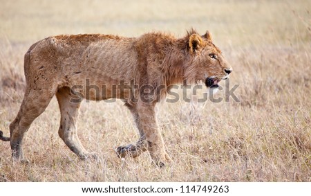 Desperate Hunt/ A gaunt young male lion desperately searches for his next meal. Serengeti National Park, Tanzania.