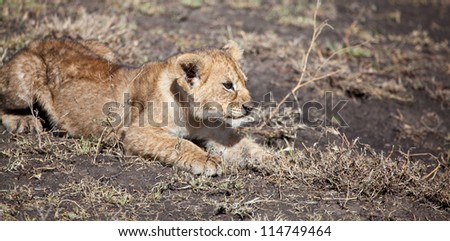Curious Lion Cub/ A lion cub ventures off on its own exploring the area. Serengeti National Park, Tanzania