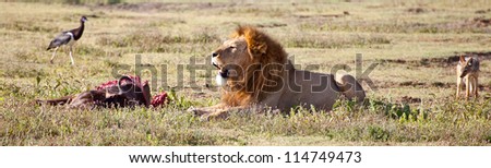 Protecting the Kill/ A large adult male lion protects his recent kill of wildebeest from circling scavengers.