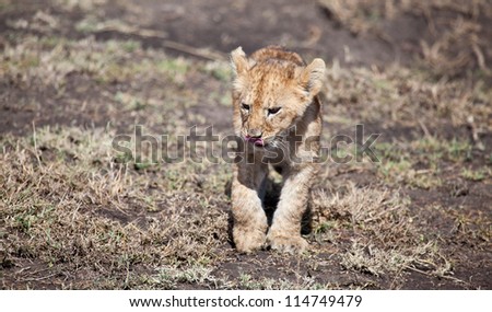 Curious Lion Cub/ A lion cub ventures off on its own exploring the area. Serengeti National Park, Tanzania