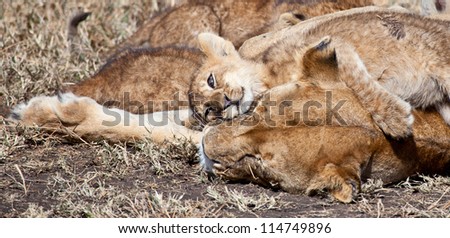 Snuggling up to Mom/ A lion cub snuggles up to his mother. Serengeti National Park, Tanzania