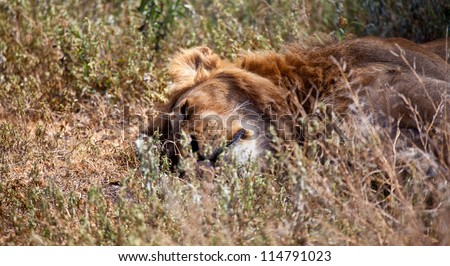 Sleeping the day away. A large Male lion sleeps during the heat of the day. Serengeti National Park, Tanzania.