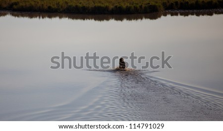 Walking on Water/ A large male lion wades across a shallow lake, giving the impression of walking on water. Serengeti National Park, Tanzania.