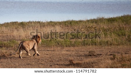A large male lion runs across the Savannah next to a lake. Serengeti National Park, Tanzania.