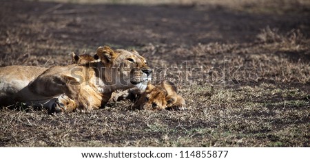 Loving Mother / A lioness and her cub snuggle up. Serengeti National Park, Tanzania
