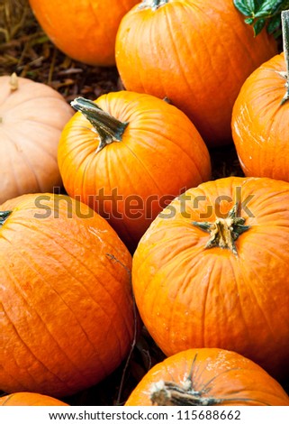 A number of pumpkins and gourds of various sizes at a pumpkin patch.