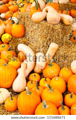 A number of pumpkins and gourds of various sizes at a pumpkin patch with Hay Bales and Indian Corn.