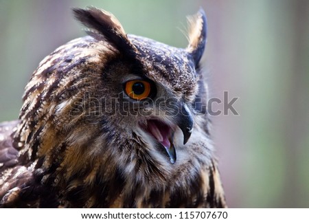 A Eurasian Eagle Owl screeches into the distance as he searches for prey.