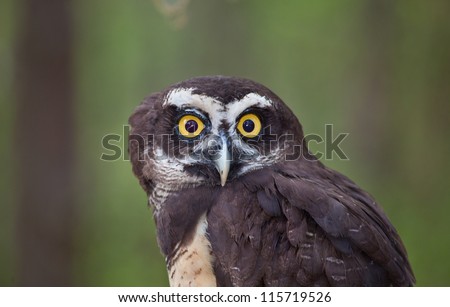 A Spectacled Owl stares into the camera with wide eyes.