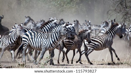 A large herd of Zebras and Wildebeest during the Great Migration. Serengeti National Park, Tanzania.